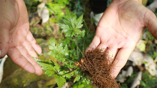 1730186325359709.png 圖片5.png