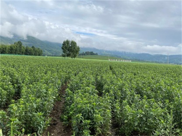 1766648534232975.jpg 圖片6.jpg